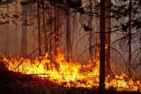 Алнашское лестничество разъясняет об изменениях в размере штрафов за нарушение требований пожарной безопасности в лесах.