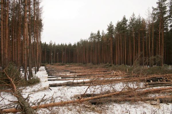 Пожароопасный период 2024 закрыт.